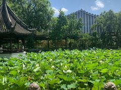 -上海醉白池公园