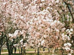 -莲花池公园