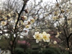 -杭州植物园