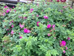 iphone_upload_pic-上海鲜花港