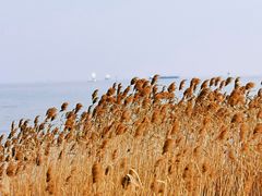 -上海吴淞炮台湾国家湿地公园
