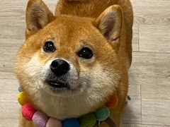 -柴迷FANS CLUB·柴犬狗咖·猫咖