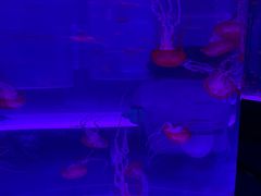 -海合安武汉极地海洋公园