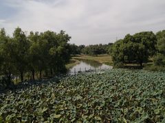 -北京麋鹿生态实验中心