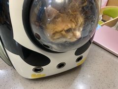 -半岛宠物医院24小时·内窥镜·牙科·碎石中心(府城大道店)