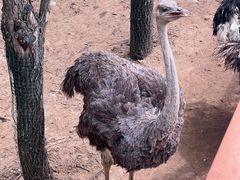 -鄂尔多斯野生动物园