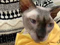 -李小姐の猫咖啡馆(五角场店)
