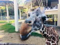 -清迈夜间动物园