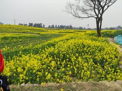 -三圣花乡旅游区