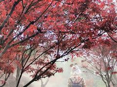 -广州市帽峰山景区