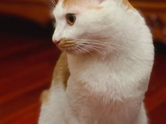 -PETKIT小佩宠物·低压洗护(国顺东路店)