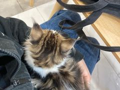 -楼上猫咖(罗湖店)