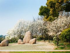 -上海共青森林公园