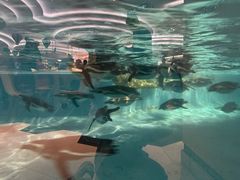 -帝企鹅自助餐厅•儿童岛•真企鹅(长隆企鹅酒店)