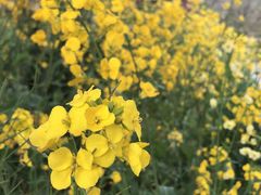 -古柏渡飞黄旅游区