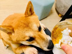 -柴犬高等学院·狗咖·柴犬售卖·宠物训练