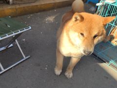 -哈尔滨道外花鸟鱼市场