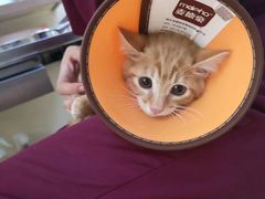 -芭比堂动物医院·犬猫全科·异宠专科(雁塔分院)