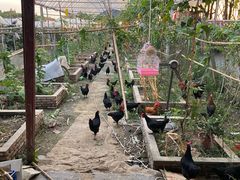 -马陆小张葡萄园农家乐