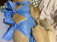 -美联众合动物医院·24h京西诊疗中心
