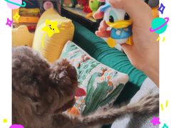 -BABIT巴比特宠物(MOMOPARK店)