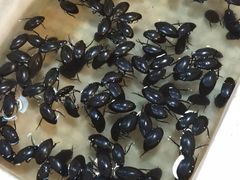 龙虱-鸿达渔港