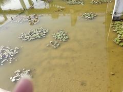 -东莞植物园