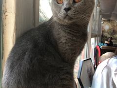 -猫小院猫主题咖啡厅(北锣店)