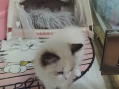 -糯米喵星人总部直营旗舰店·猫舍·幼猫出售