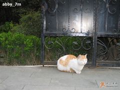 铁艺大门前意态悠闲的小猫-福1039(愚园路店)