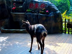 -野象谷景区