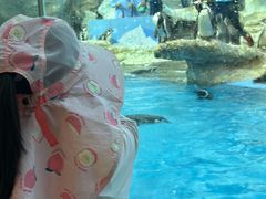 -帝企鹅自助餐厅•儿童岛•真企鹅(长隆企鹅酒店)