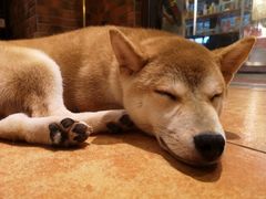 -more than meow吴止猫主题餐厅(承德 中船汇店)