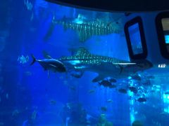 -成都浩海立方海洋公园