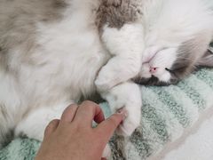 -MOCHA明星猫咖(田子坊店)