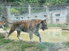 -深圳野生动物园