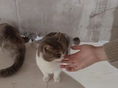 -浣熊柯尔鸭土拨鼠·电玩咖