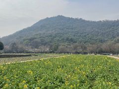 -八卦田遗址公园