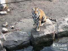 -上海野生动物园