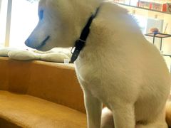 -柴务处·柴犬主题狗咖