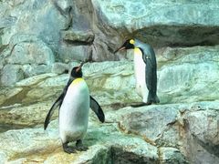 -新加坡飞禽公园