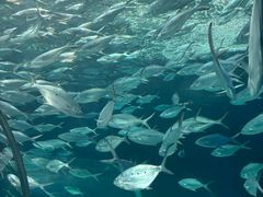 -上海海洋水族馆