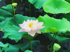 -荷塘月色湿地公园·向阳花洲