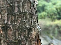 -少华山国家森林公园