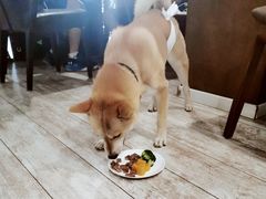 -百好乐宠物友好餐厅(朝外大街店)