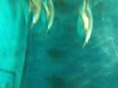 泉城海洋极地世界-泉城欧乐堡海洋极地世界
