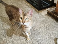 -more than meow吴止猫主题餐厅(承德 中船汇店)