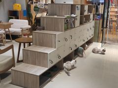 -藏猫猫咖啡主题馆(中央大道店)