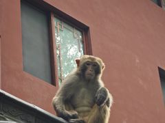 -黔灵山公园