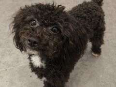 -有喵·猫咖·狗咖·40+猫狗有小奶狗(岗厦店)